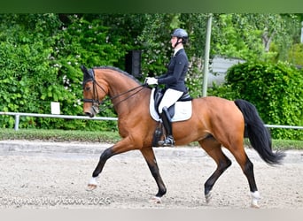 Koń oldenburski, Wałach, 7 lat, 184 cm, Gniada