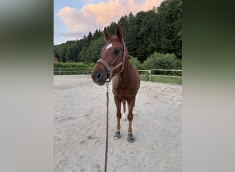Koń oldenburski, Wałach, 8 lat, 164 cm, Kasztanowata