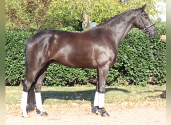 Koń oldenburski, Wałach, 8 lat, 168 cm, Kara