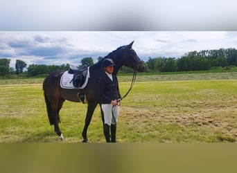 Koń oldenburski, Wałach, 8 lat, 170 cm, Ciemnogniada