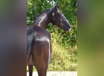 Koń oldenburski, Wałach, 8 lat, 170 cm, Ciemnogniada