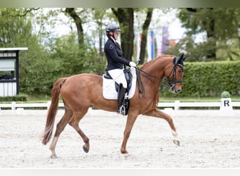 Koń oldenburski, Wałach, 8 lat, 170 cm, Kasztanowata