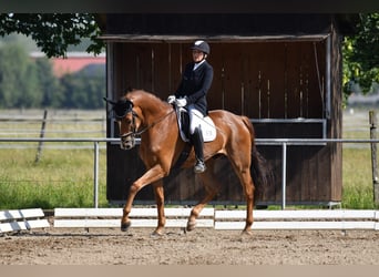 Koń oldenburski, Wałach, 8 lat, 171 cm, Kasztanowata