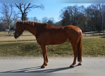 Koń oldenburski, Wałach, 8 lat, 174 cm, Ciemnokasztanowata