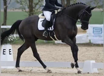 Koń oldenburski, Wałach, 8 lat, 180 cm, Kara