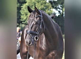 Koń oldenburski, Wałach, 8 lat, 183 cm, Skarogniada