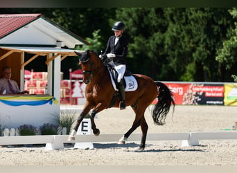 Koń oldenburski, Wałach, 9 lat, 160 cm, Gniada