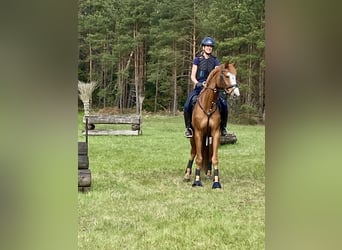 Koń oldenburski, Wałach, 9 lat, 168 cm, Kasztanowata