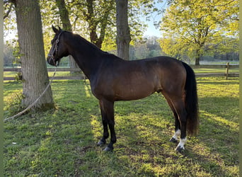 Koń oldenburski, Wałach, 9 lat, 170 cm, Ciemnogniada