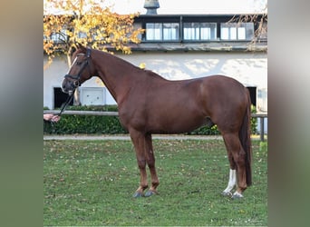 Koń oldenburski, Wałach, 9 lat, 174 cm, Ciemnokasztanowata