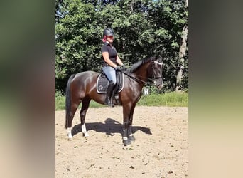 Koń oldenburski, Wałach, 10 lat, 165 cm, Kara