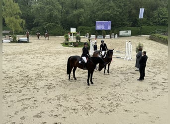 Koń oldenburski, Wałach, 10 lat, 169 cm, Gniada