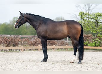 Koń oldenburski, Wałach, 10 lat, 169 cm, Gniada