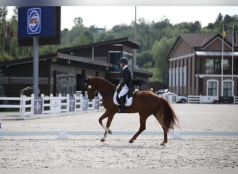 Koń oldenburski Mix, Wałach, 10 lat, 173 cm, Kasztanowata