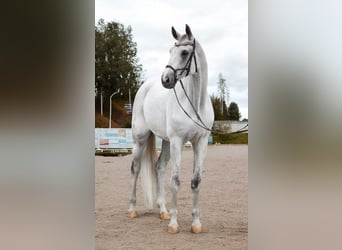 Koń oldenburski, Wałach, 10 lat, 173 cm, Siwa