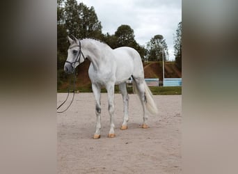 Koń oldenburski, Wałach, 10 lat, 173 cm, Siwa