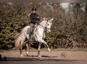 Koń oldenburski, Wałach, 10 lat, 180 cm, Siwa