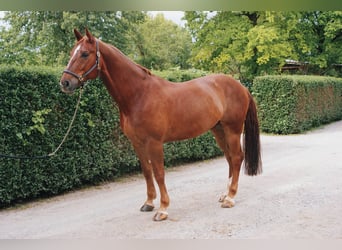 Koń oldenburski, Wałach, 11 lat, 164 cm, Ciemnokasztanowata