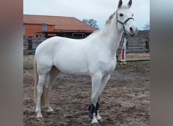 Koń oldenburski, Wałach, 11 lat, 165 cm, Siwa