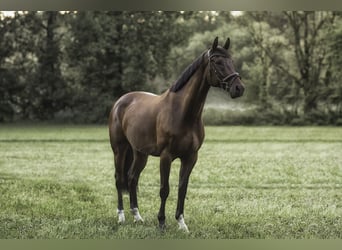 Koń oldenburski, Wałach, 11 lat, 170 cm, Ciemnogniada