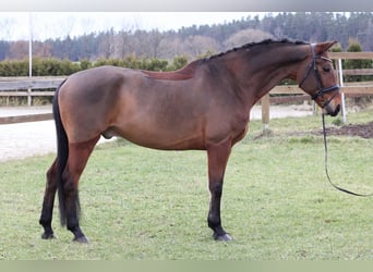 Koń oldenburski, Wałach, 11 lat, 170 cm, Gniada