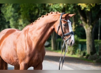 Koń oldenburski, Wałach, 11 lat, 172 cm, Ciemnokasztanowata