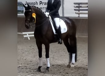 Koń oldenburski, Wałach, 11 lat, 173 cm, Ciemnogniada