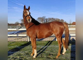 Koń oldenburski, Wałach, 12 lat, 165 cm, Kasztanowata