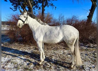 Koń oldenburski, Wałach, 12 lat, 168 cm, Siwa