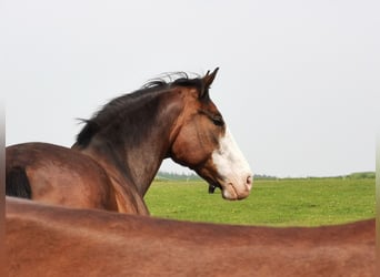 Koń oldenburski, Wałach, 12 lat, 174 cm, Gniada