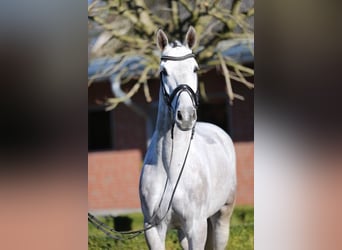 Koń oldenburski, Wałach, 13 lat, 170 cm, Siwa