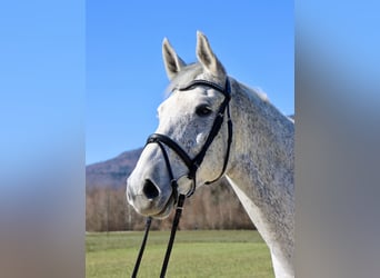 Koń oldenburski, Wałach, 14 lat, 180 cm, Siwa
