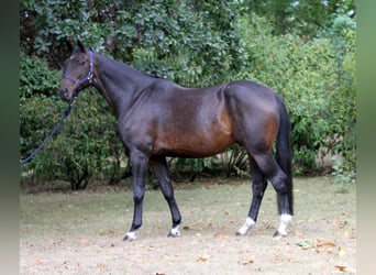 Koń oldenburski, Wałach, 15 lat, 175 cm, Ciemnogniada