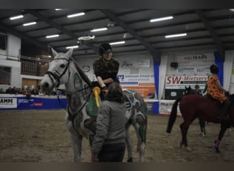 Koń oldenburski, Wałach, 17 lat, 165 cm, Siwa