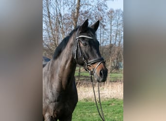 Koń oldenburski, Wałach, 18 lat, 167 cm, Ciemnogniada