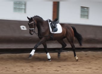 Koń oldenburski, Wałach, 2 lat, 168 cm, Ciemnogniada