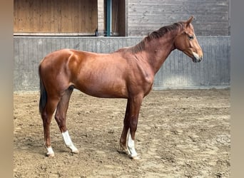 Koń oldenburski, Wałach, 2 lat, Kasztanowata