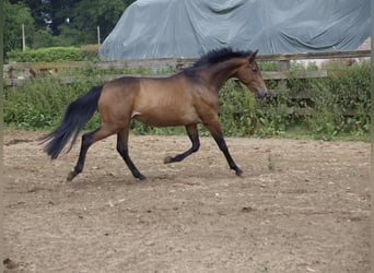 Koń oldenburski, Wałach, 3 lat, 157 cm, Gniada