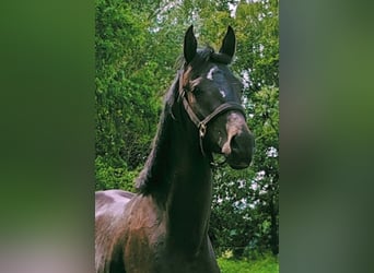Koń oldenburski, Wałach, 3 lat, 164 cm, Skarogniada