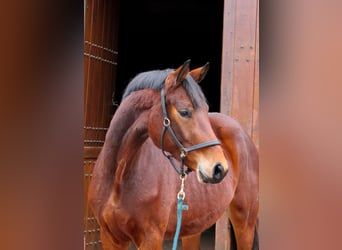 Koń oldenburski, Wałach, 3 lat, 165 cm, Gniada