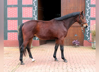 Koń oldenburski, Wałach, 3 lat, 165 cm, Gniada