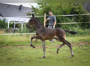 Koń oldenburski, Wałach, 3 lat, 165 cm, Skarogniada