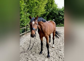 Koń oldenburski, Wałach, 3 lat, 166 cm, Gniada