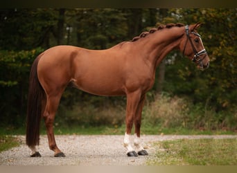 Koń oldenburski, Wałach, 3 lat, 166 cm, Kasztanowata