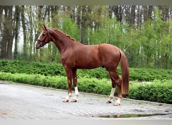 Koń oldenburski, Wałach, 3 lat, 166 cm, Kasztanowata