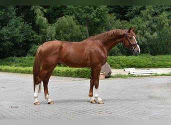 Koń oldenburski, Wałach, 3 lat, 167 cm, Kasztanowata
