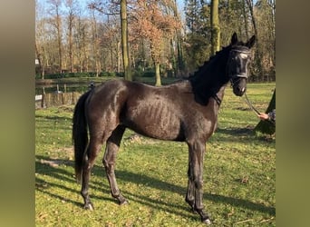Koń oldenburski, Wałach, 3 lat, 168 cm, Kara