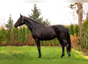 Koń oldenburski, Wałach, 3 lat, 168 cm, Kara