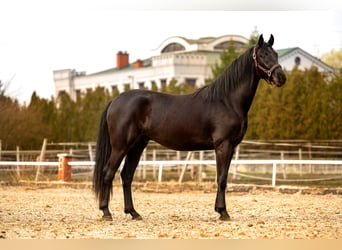 Koń oldenburski, Wałach, 3 lat, 168 cm, Kara