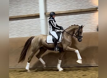 Koń oldenburski, Wałach, 3 lat, 168 cm, Kasztanowata